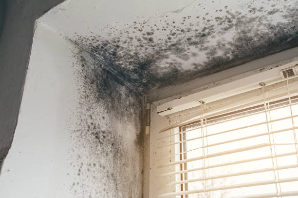 Affordable Mold Removal solutions in Ayden, NC